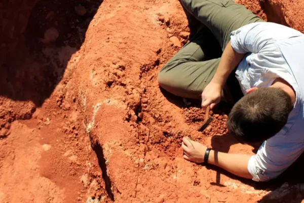 Fóssil descoberto no Brasil revela peça-chave na origem dos dinossauros, aponta estudo